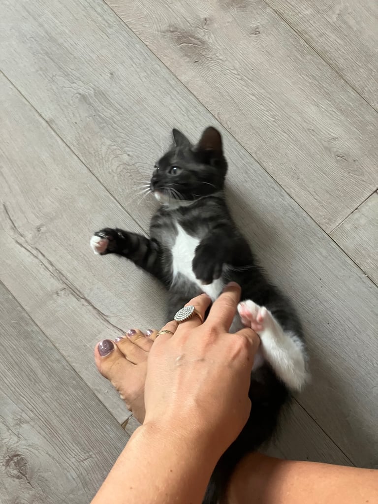 Beautiful black tabby male