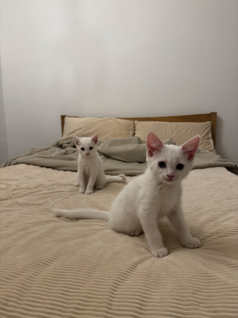 image for Adorable white kittens looking for their forever home