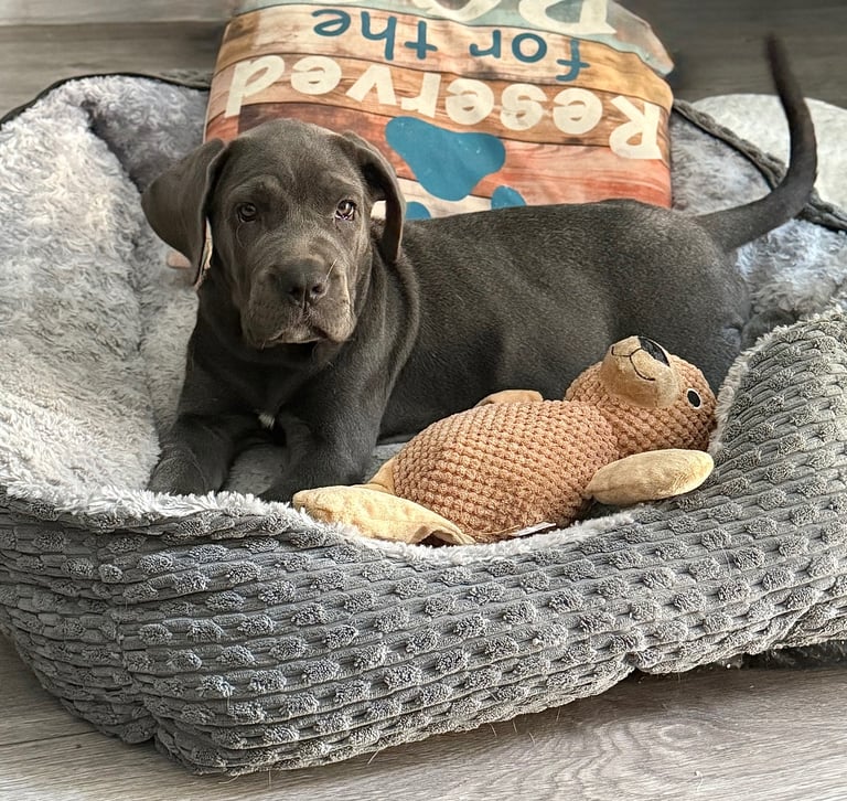 Full Cane corso 