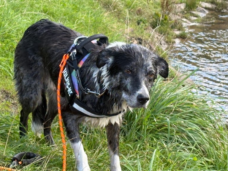 Murphy blue merle border collie