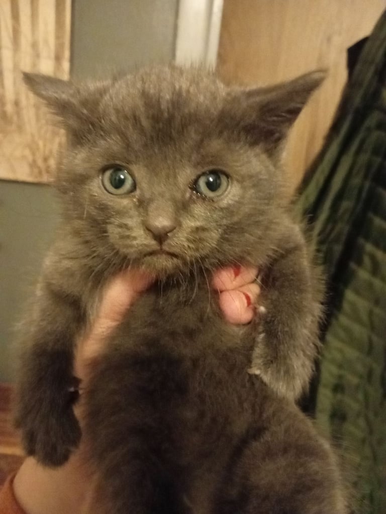 1 tabby boy and grey girl kittens 