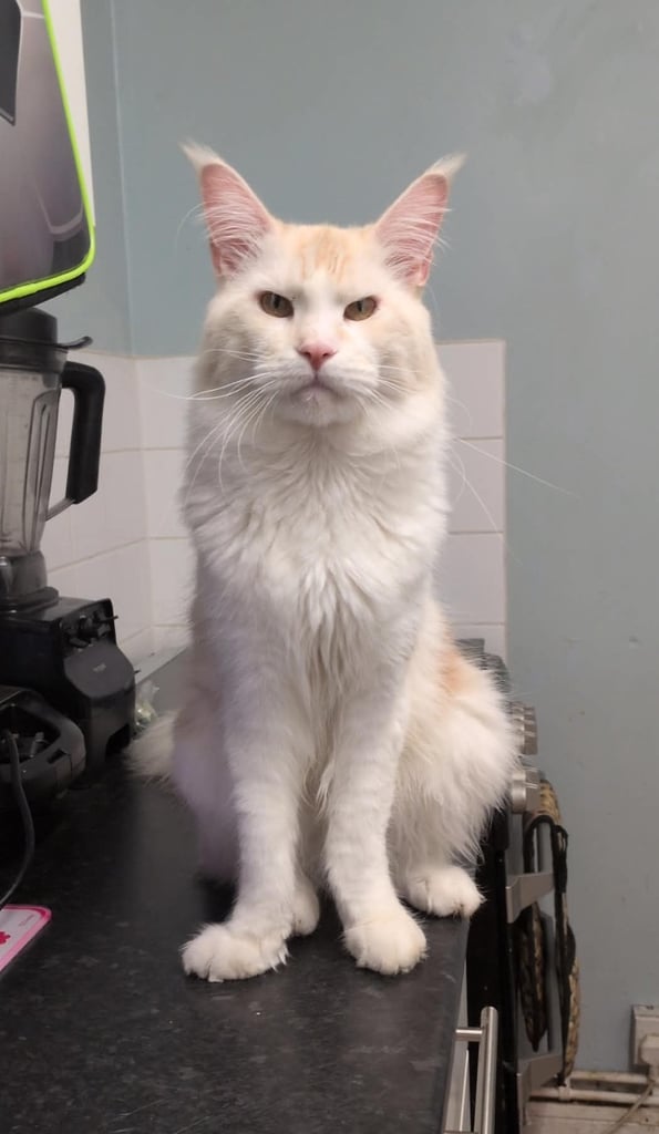 Needs new home asap price negotiable 