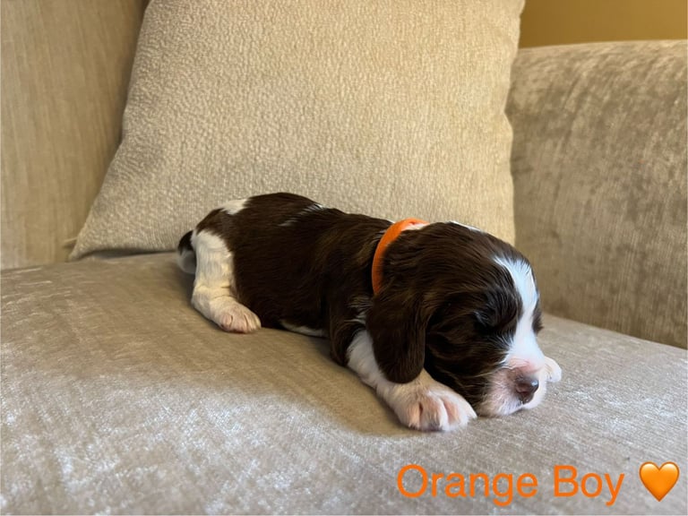 ✨ Show Cocker Spaniel Puppies For Sale ✨