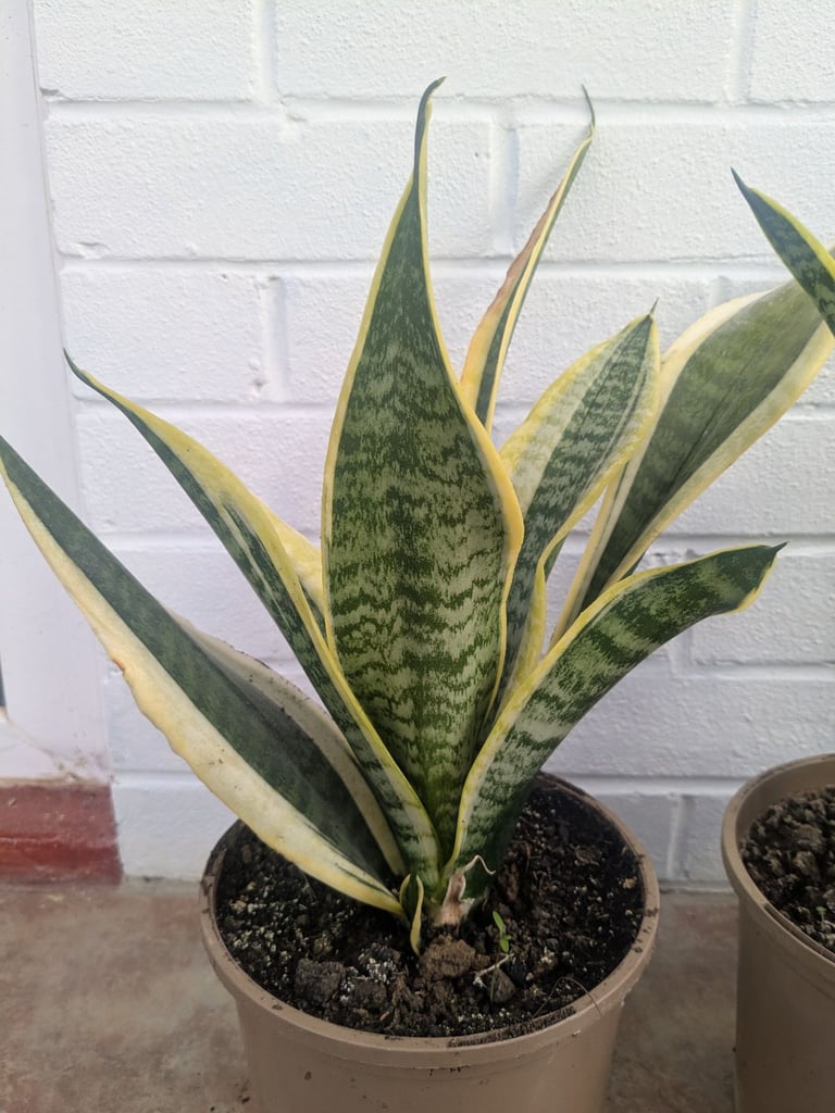 Snake plant, mother-in-law's tongue, filter toxins from the air, around 10" high