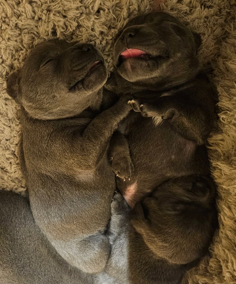 Blue Staffordshire Bull Terrier Puppiess