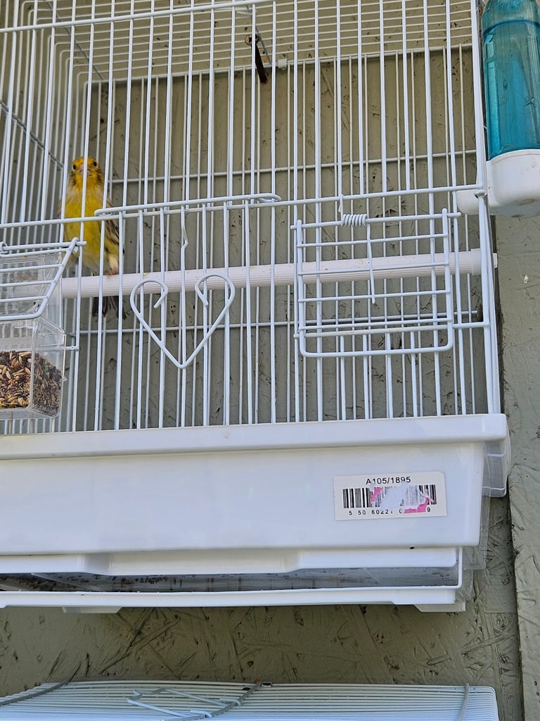Canary 
