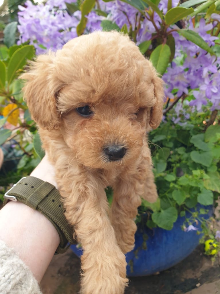 Maltipoo puppies 