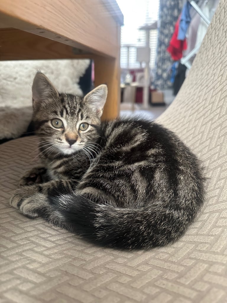 Cats to sale/they have already been sold