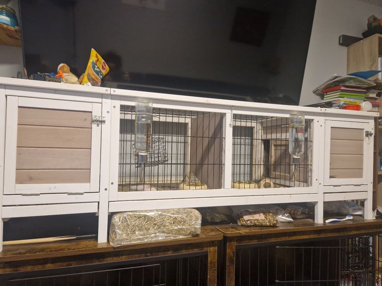 image for Chinchillas family for rehome 