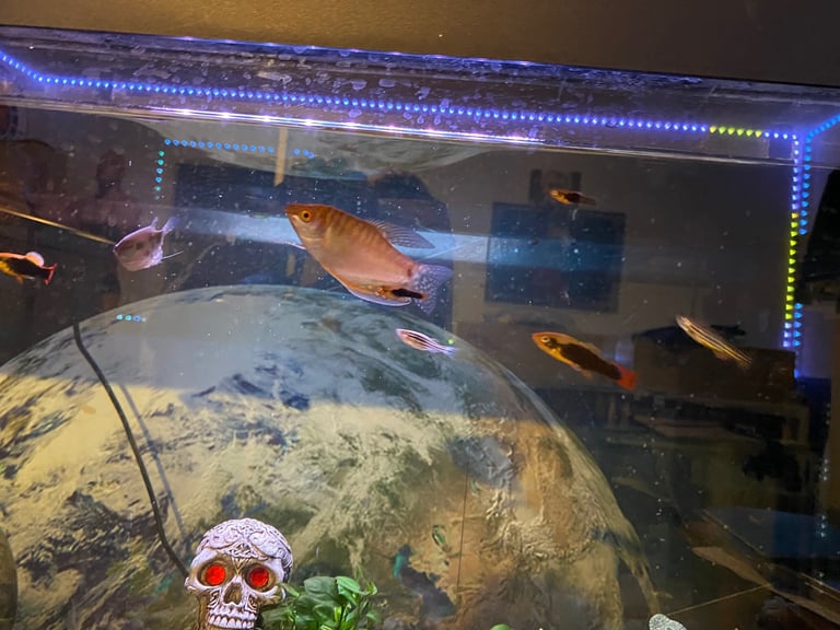 Aquarium with fish