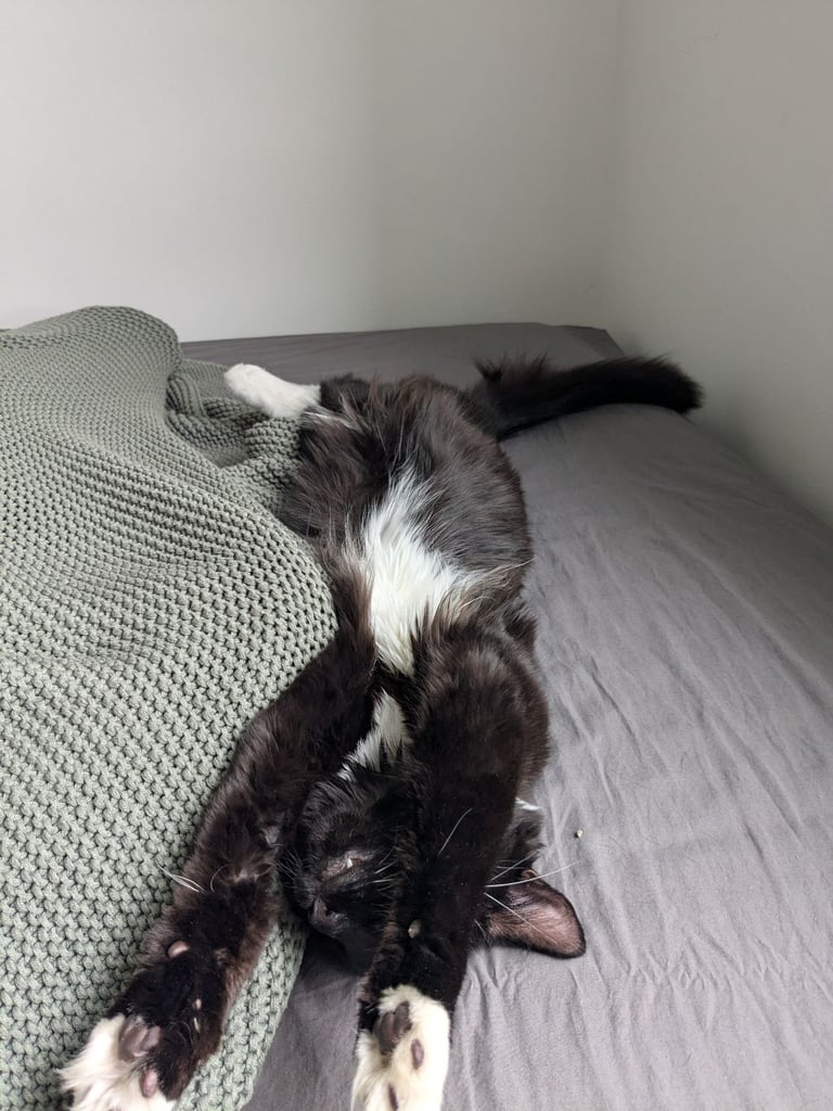 CAT NEEDS HOME - 1 year old male -