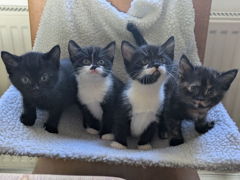3 kittens for sale 