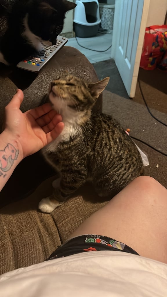 2 female cats. 1 year old 