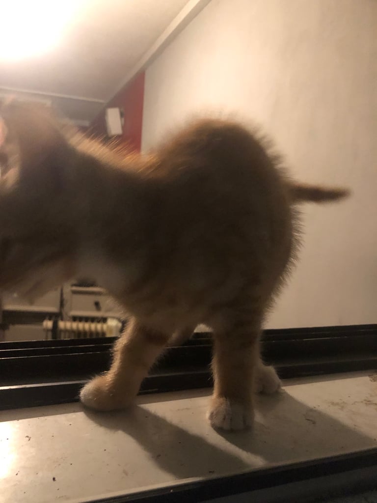 Beautiful Bombay  kittens 