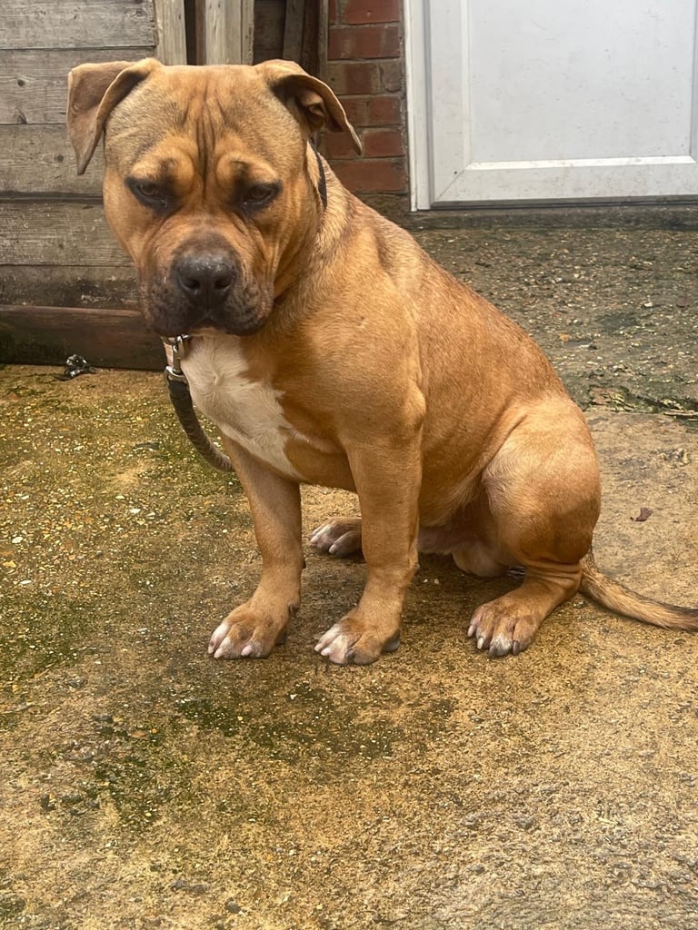 American staffy male