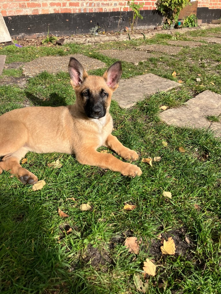 German Shepherd puppies family security dogs