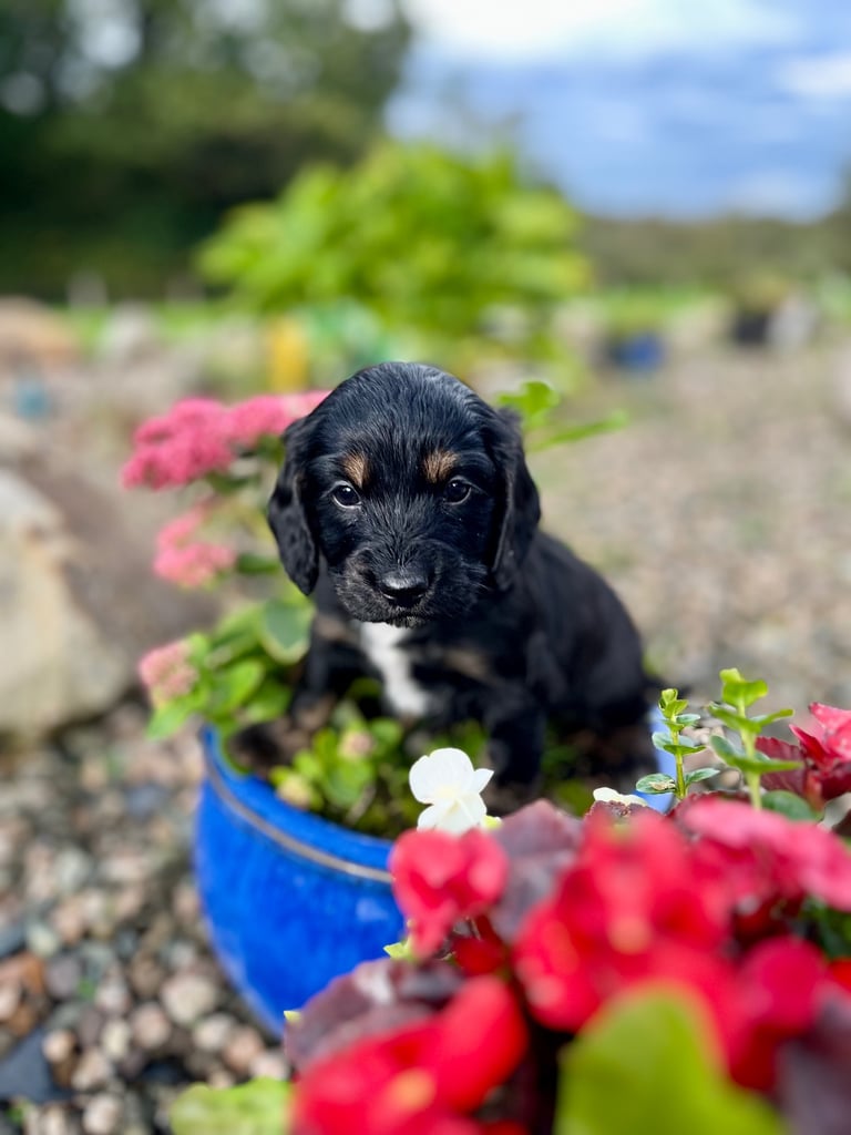 Cocker Spaniel pups 🐶 Looking for Forever Homes🐶