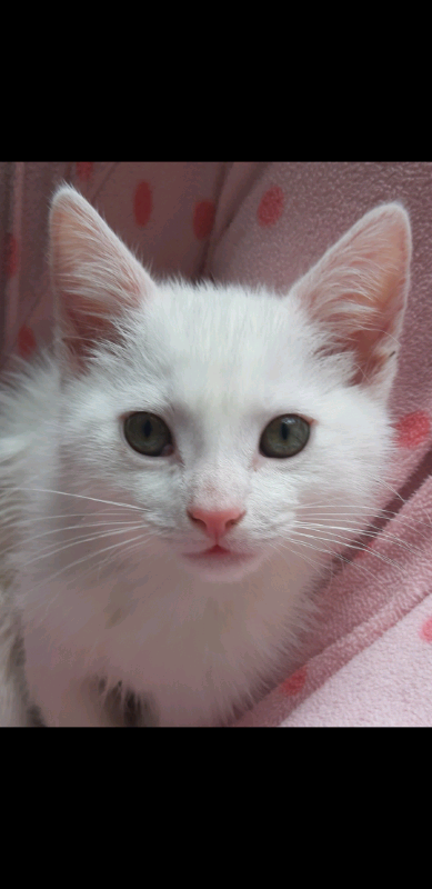 Gorgeous 17 Week Old Pure White Turkish Angora Male Kitten