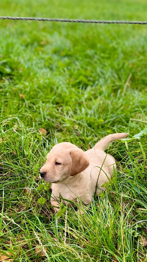 Gorgeous KC lab pups! 