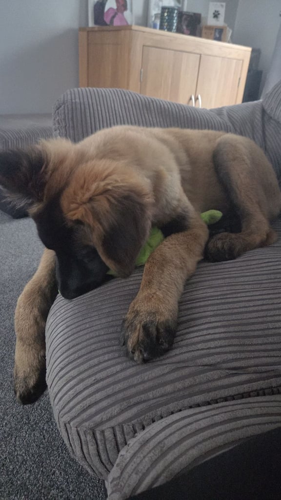 15week belgian malinois pup