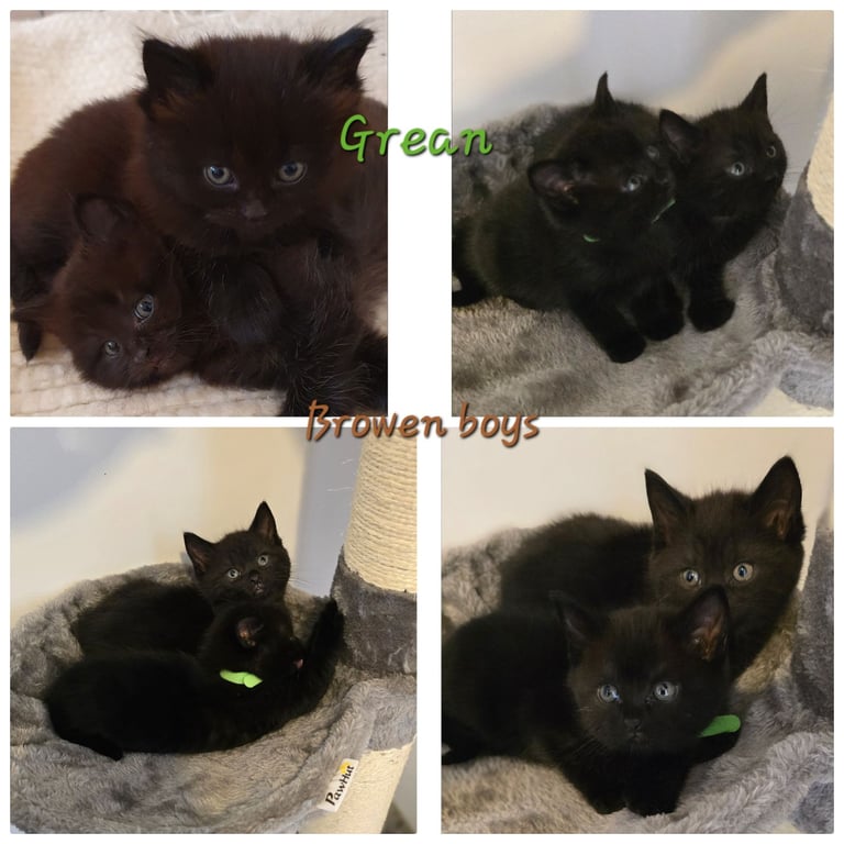 BSH British shorthair kittens  1 black boy