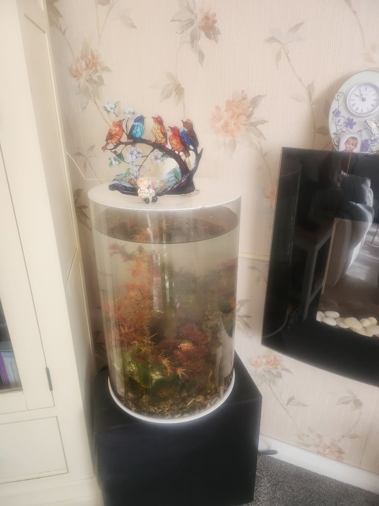 Fish tanks with fish