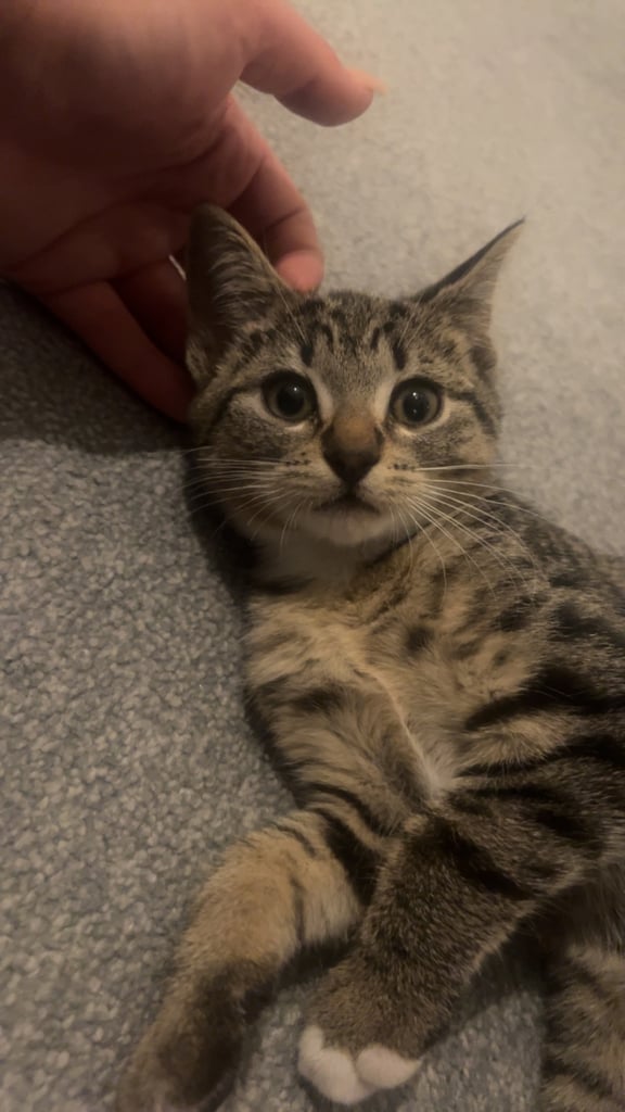 image for Tabby kittens 
