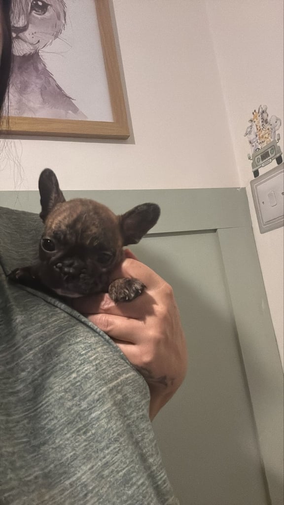 image for Frenchie crossed puppies 