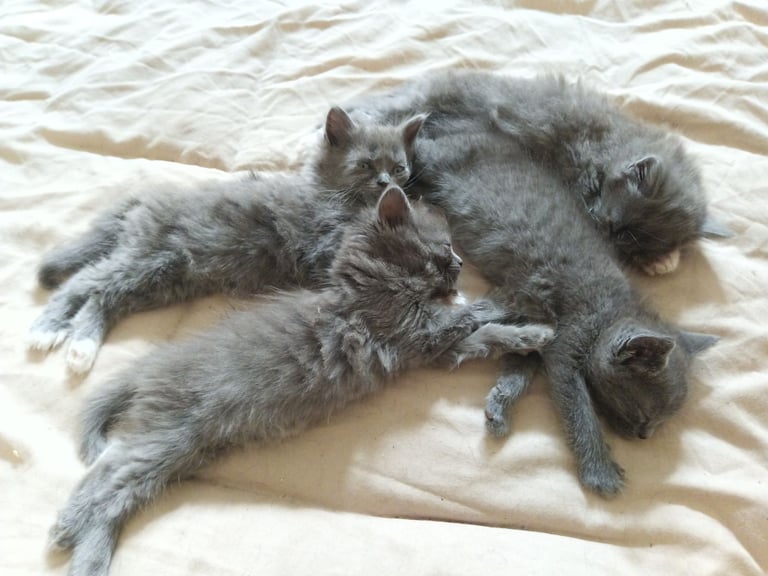 Gray, fluffy kittens looking for their forever home's
