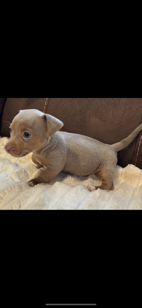 Miniature Blue and Tan Jack Russell Puppies Ready To Leave Now