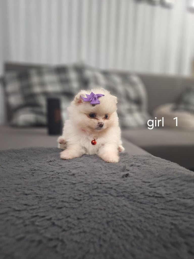 image for Beautiful pomeranian Teddy bear pomeranian puppies 