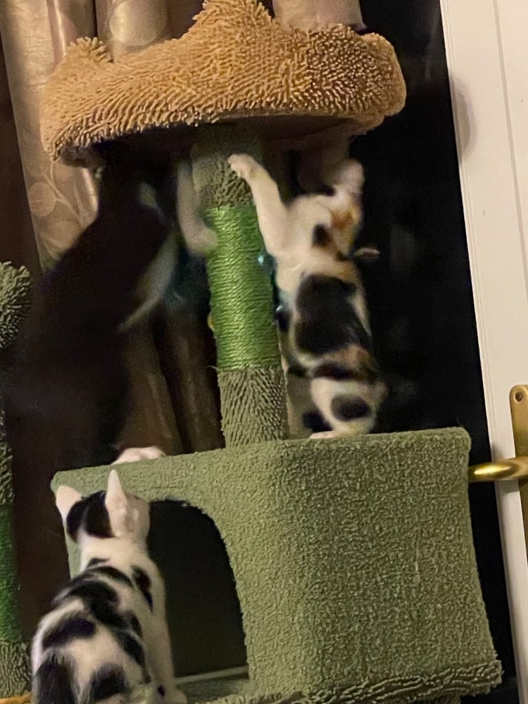 Kittens for sale