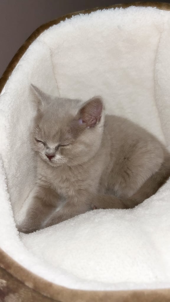 image for British Shorthair kitten
