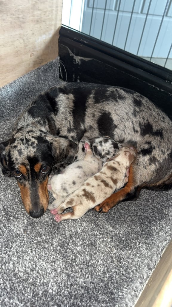 Miniature dachshund puppies