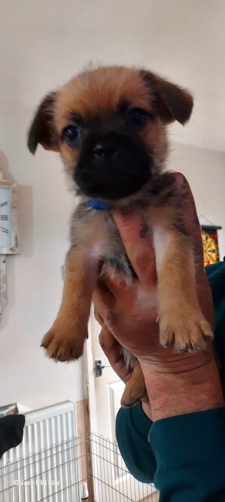 8 week old shitzu cross frenchie 