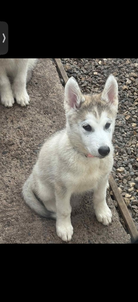 3 Beautiful Husky X Malamute Puppies for sale 