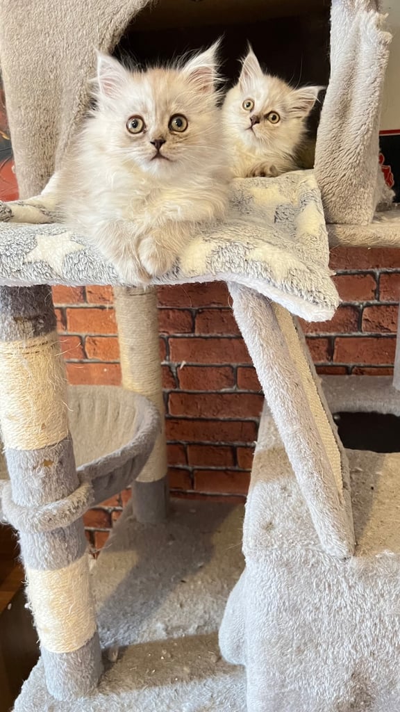 Ready to go Persian kittens 