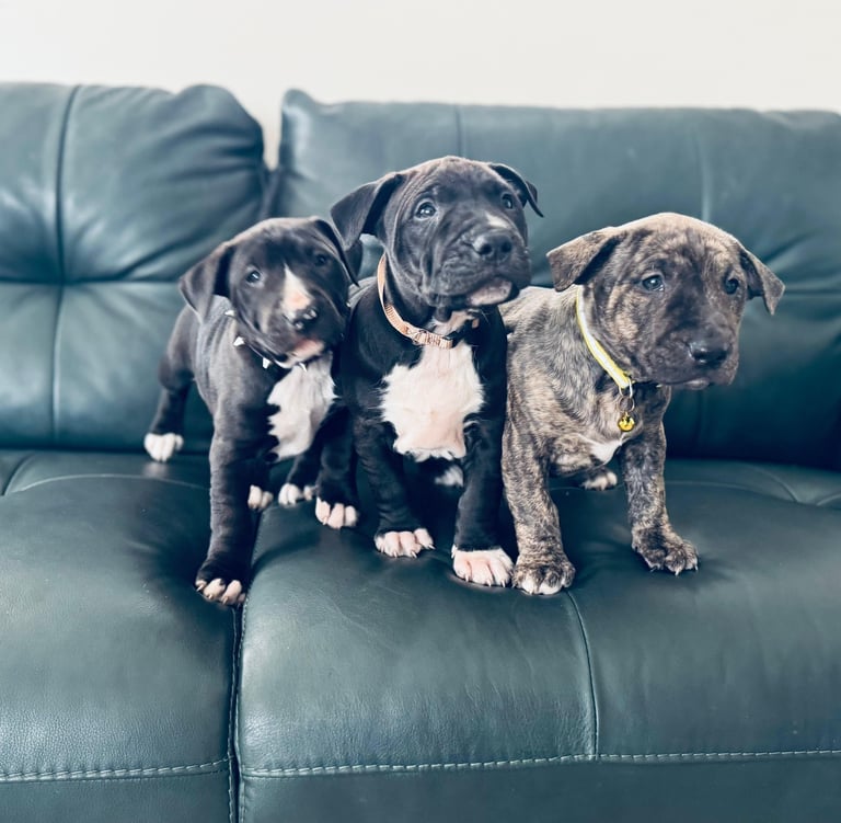 Staffordshire x English bull terrier puppy’s 