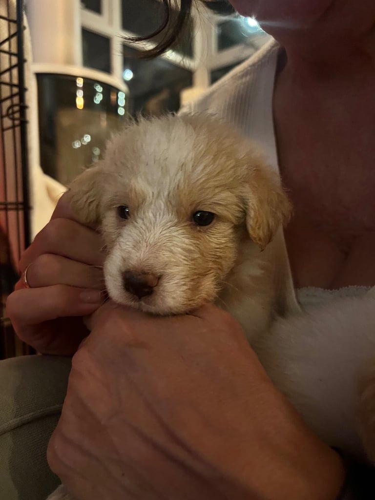 [Last Few] Rare Samshie puppy Litter (Samoyed x Welshie)
