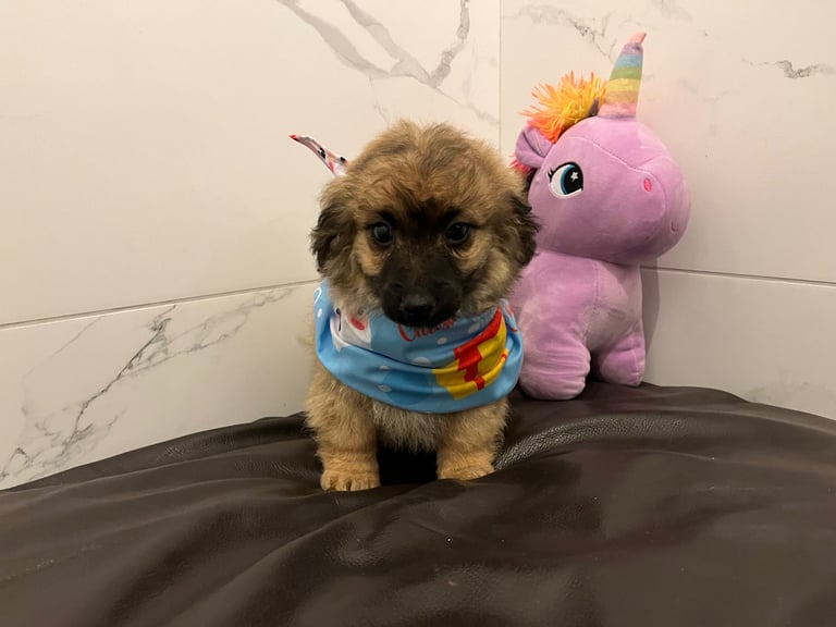 Shichon puppies for sale gumtree shop