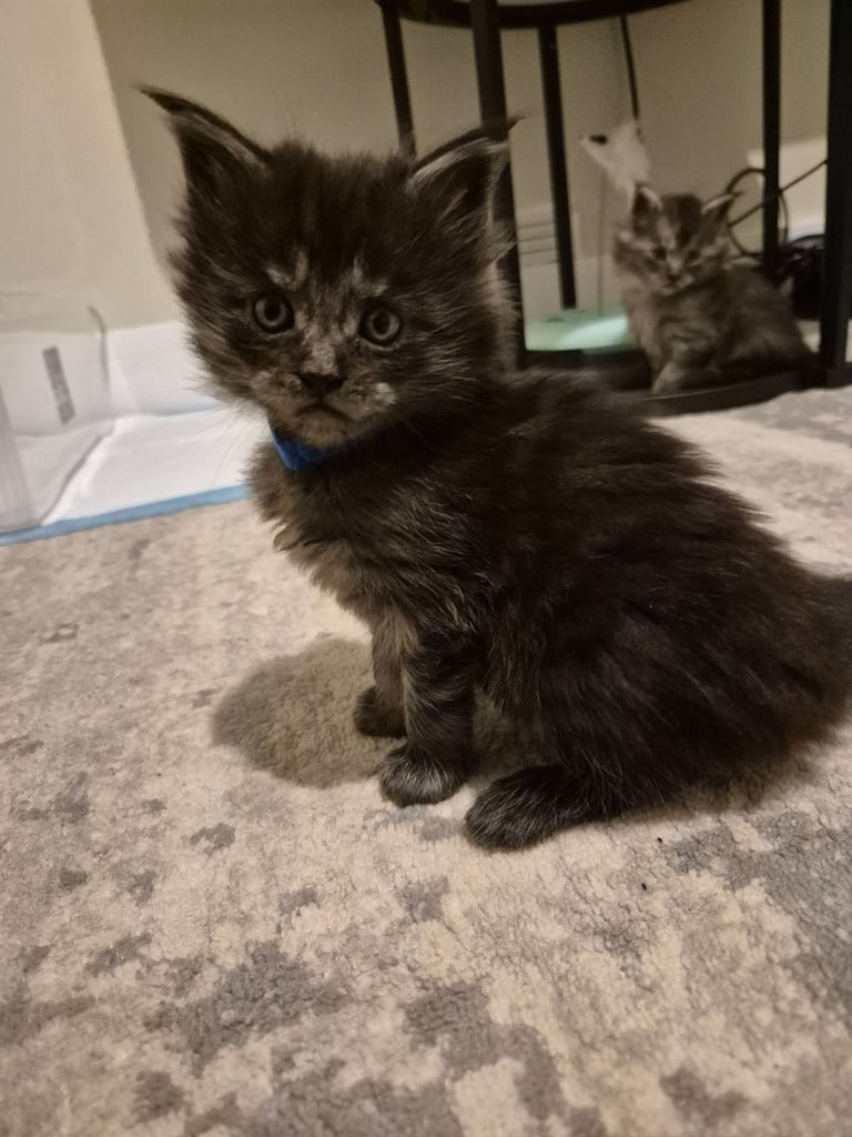 Maine coon kittens