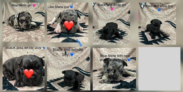 French bulldog puppies