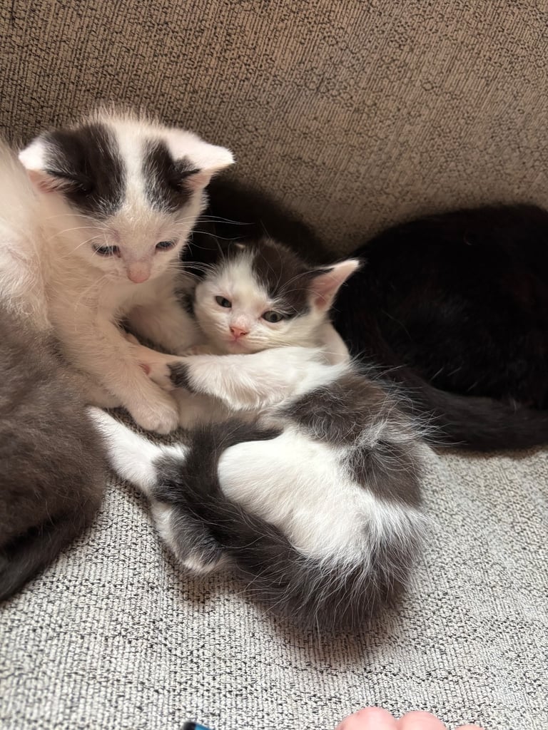 Kittens 9 weeks old male & female
