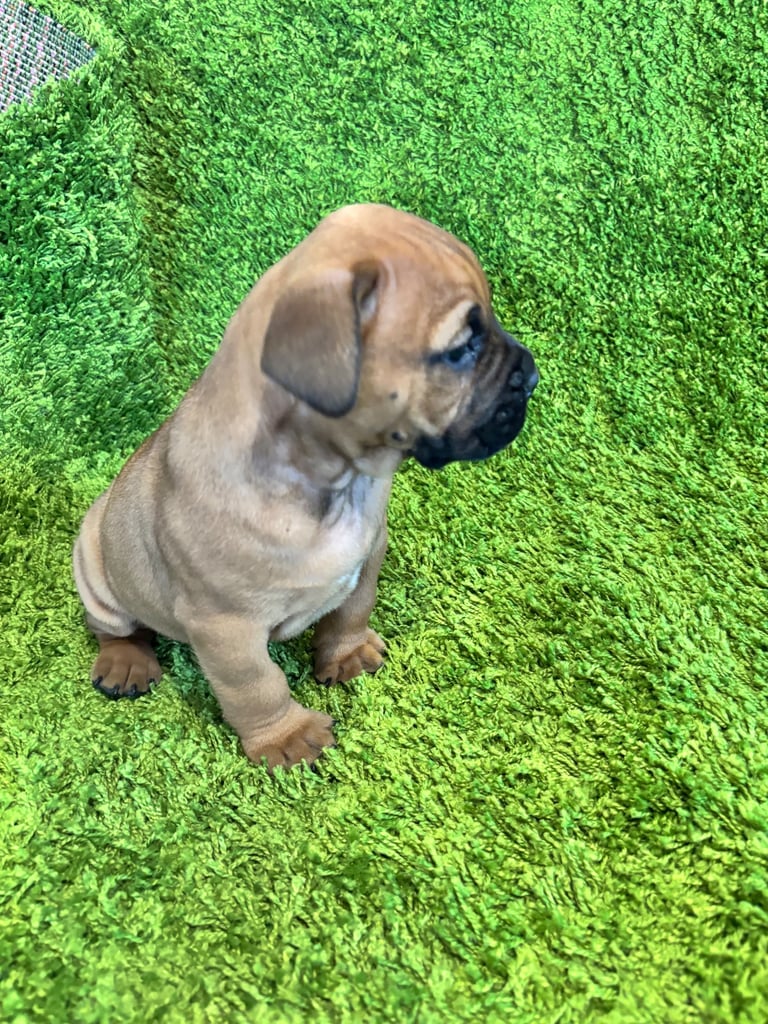 Puppies Boerboel X Mastiff Puppies