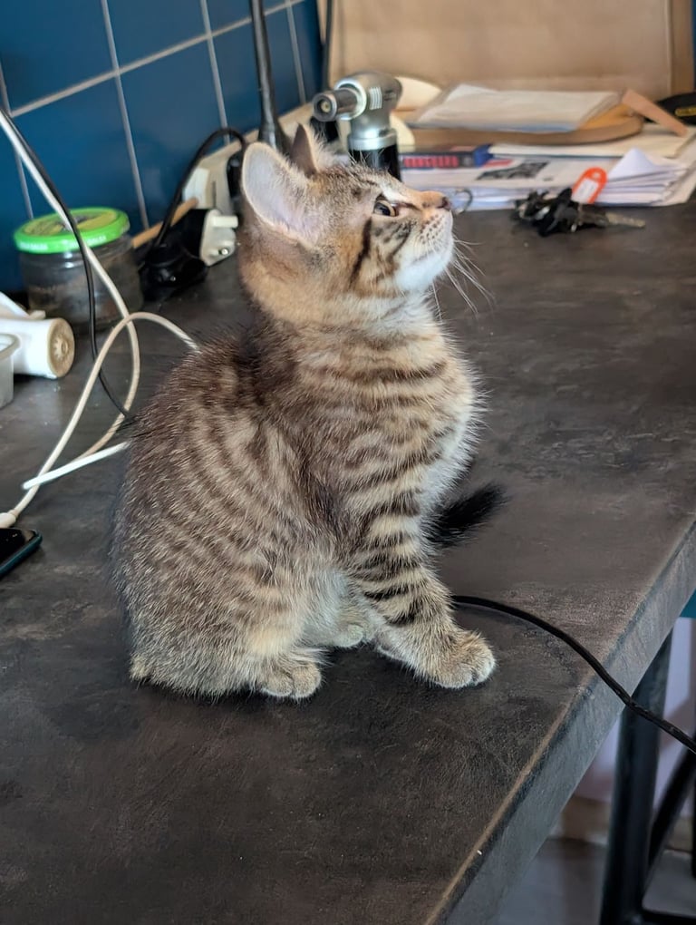 Stunning tabby kitten