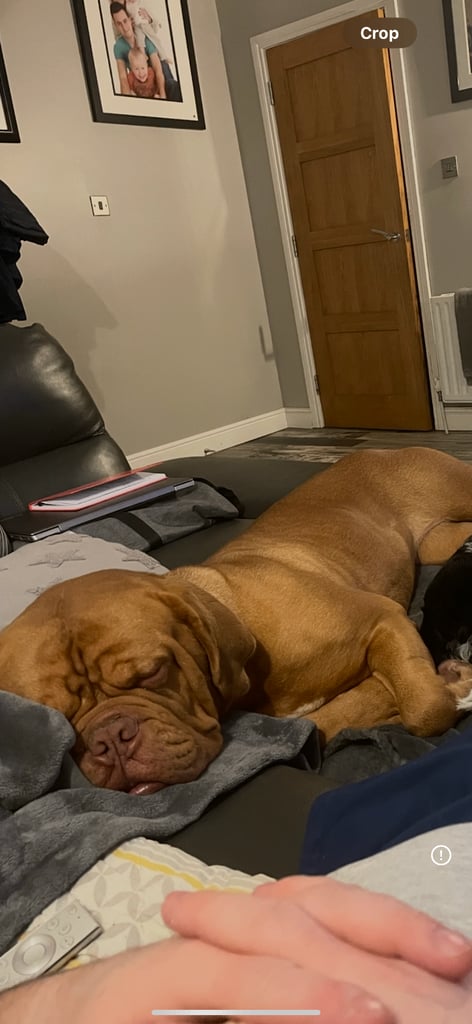 Dogue de Bordeaux cross  (female )