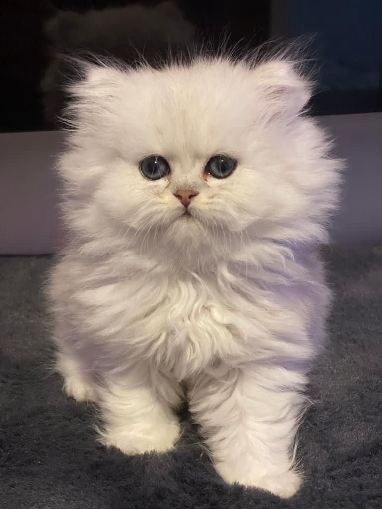 Persian kittens
