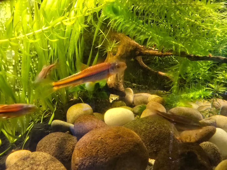 tropical fish, discus, red pleco, endlers guppies ,
