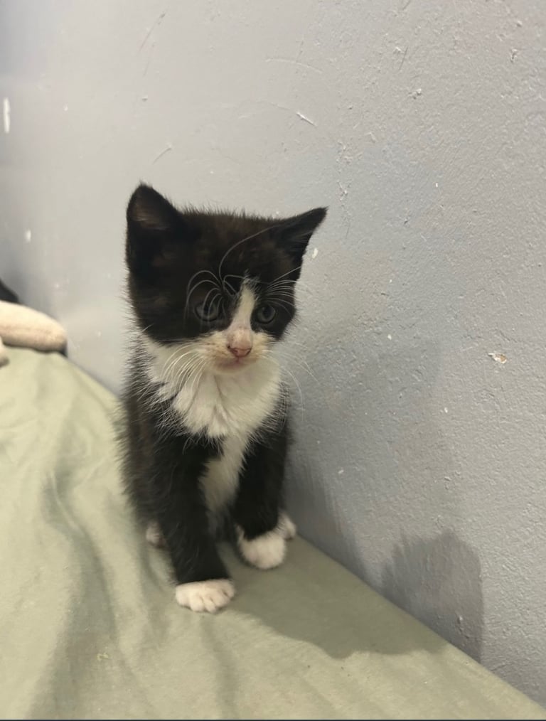 image for Black and white Maine coon