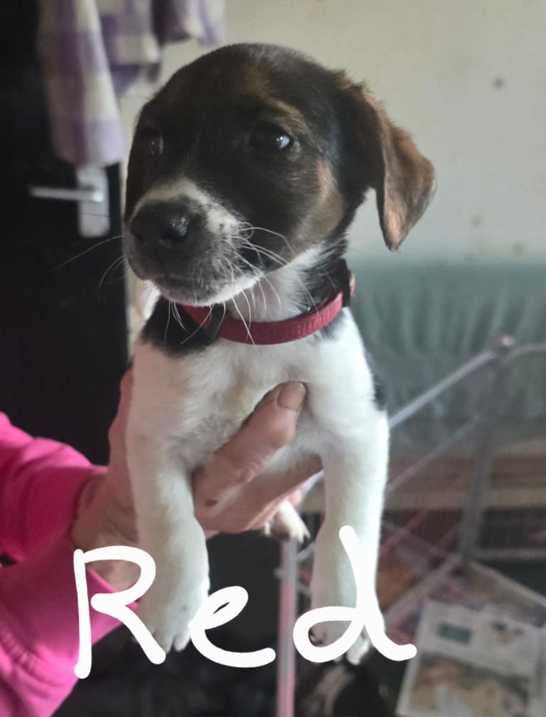 Traditional Jack russells puppies for sale